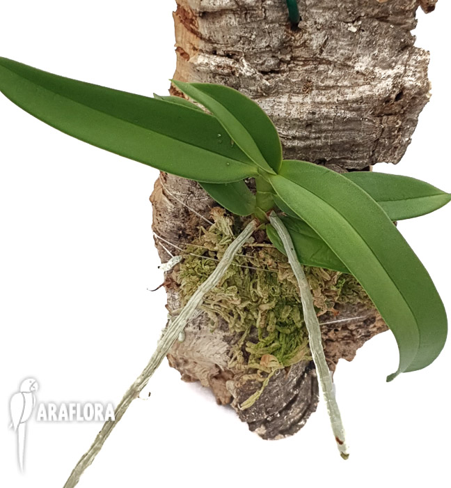 Diaphananthe fragrantissima