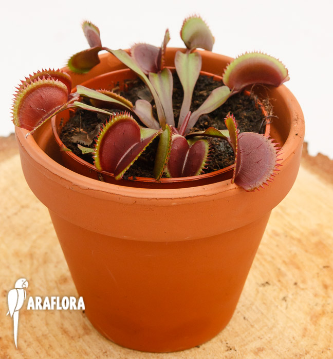 Dionaea muscipula ‚Red Dentist‘