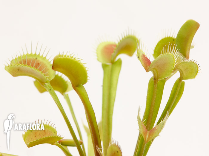Dionaea muscipula ‚Upright Green-Red‘