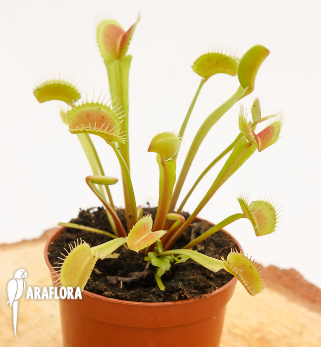 Dionaea muscipula ‚Upright Green-Red‘