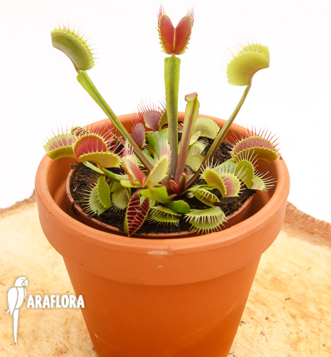 Dionaea muscipula ‚Upright Red‘