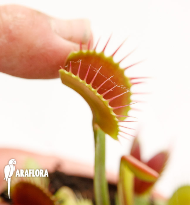 Dionaea muscipula ‚Upright Red‘