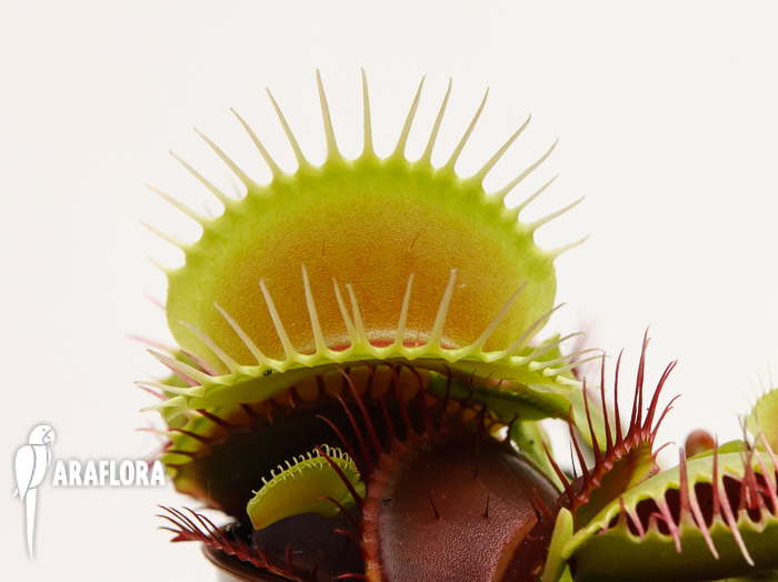 Dionaea muscipula ‚XL‘