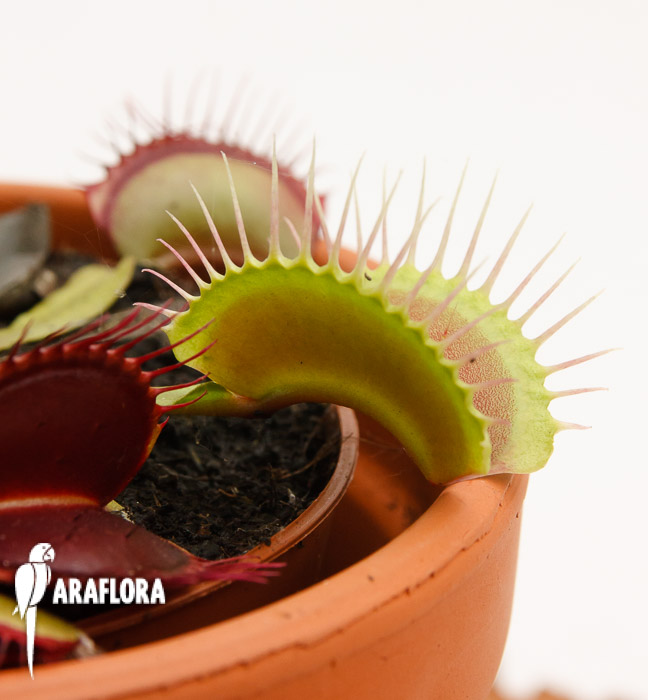 Dionaea muscipula ‚XL‘