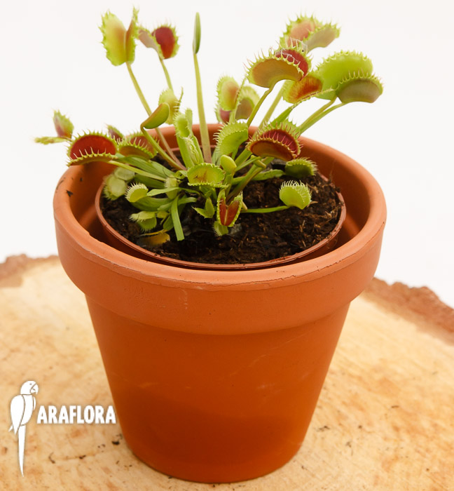 Dionaea muscipula ‚the Zipp‘