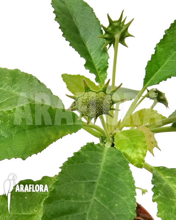 Dorstenia foetida ‚XL‘