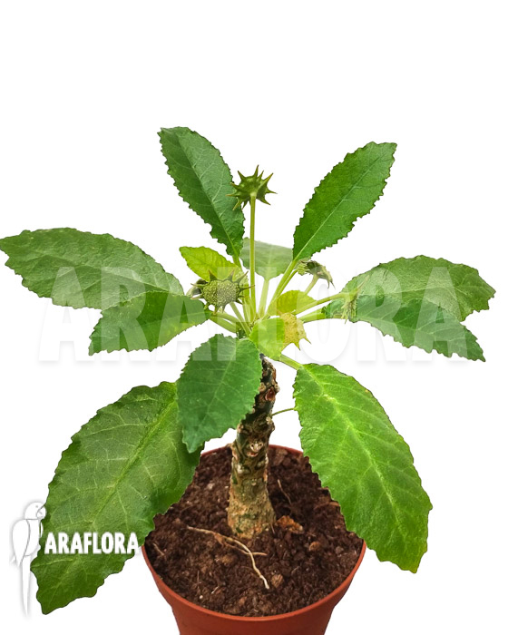 Dorstenia foetida ‚XL‘