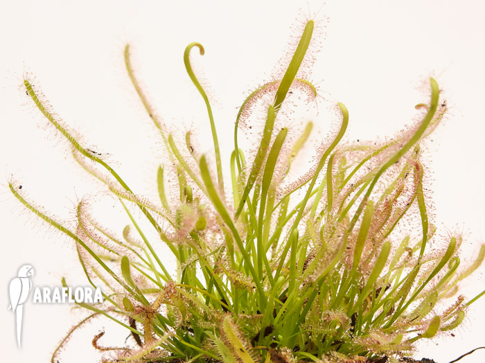 Drosera capensis ‚Alba‘