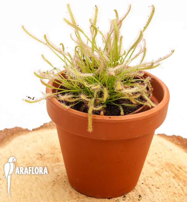 Drosera capensis ‚Alba‘