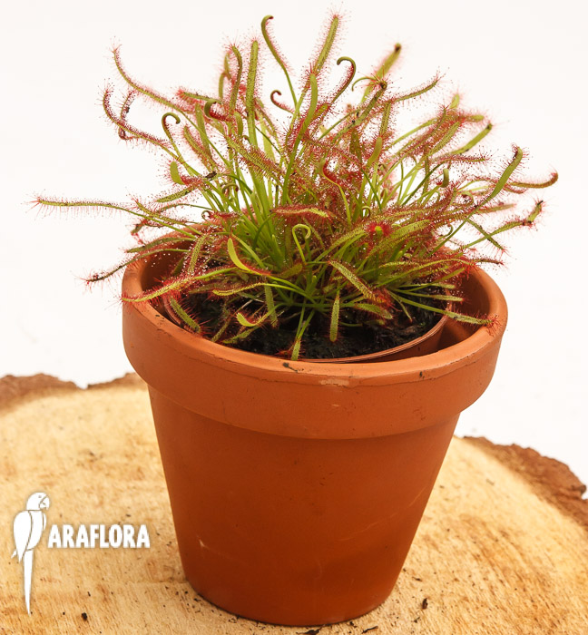 Drosera capensis ‚Red‘