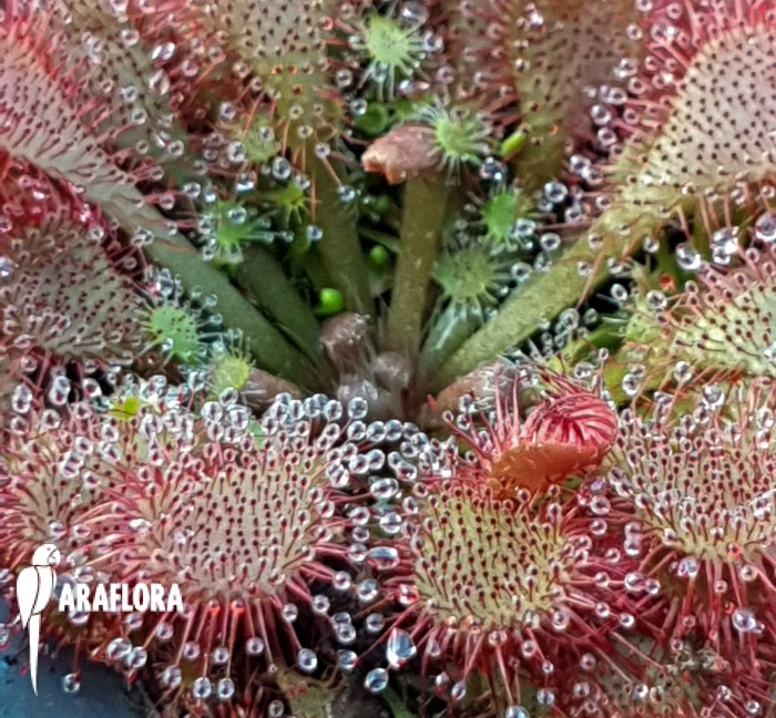 Drosera spatulata ‚Asia‘