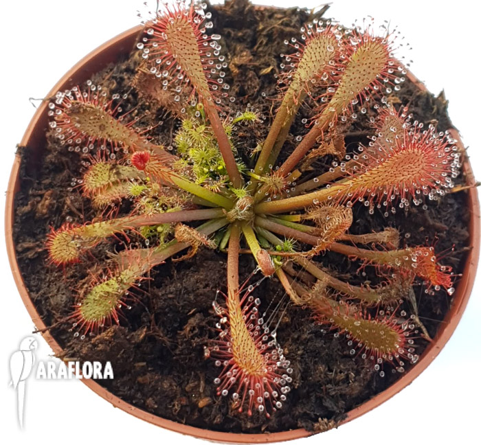 Drosera spatulata ‚China‘