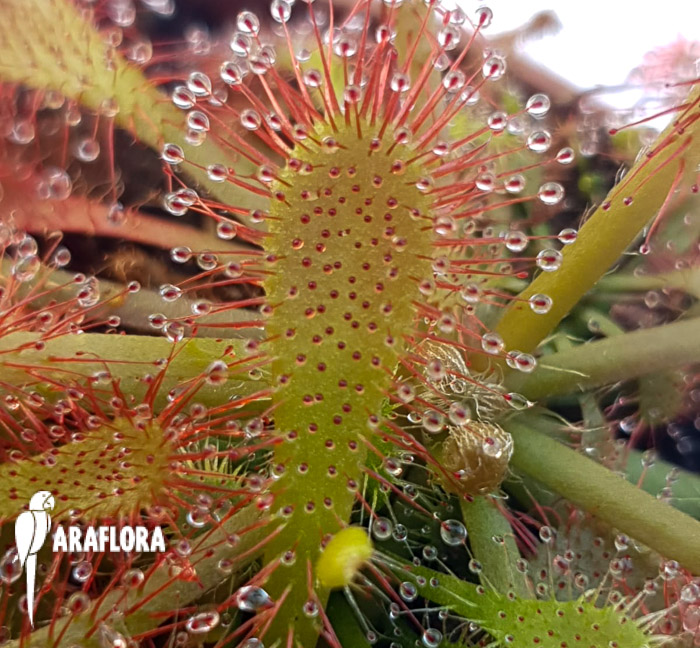 Drosera spatulata ‚China‘