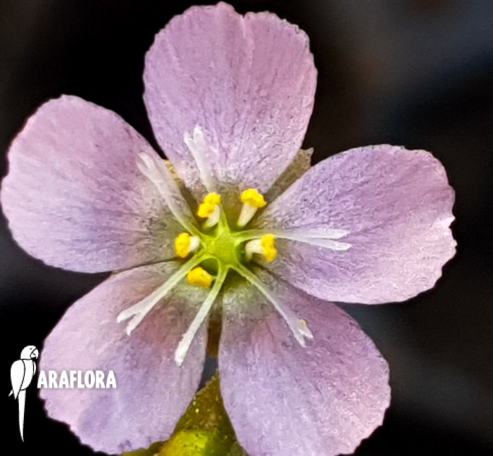 Drosera spatulata ‚China‘