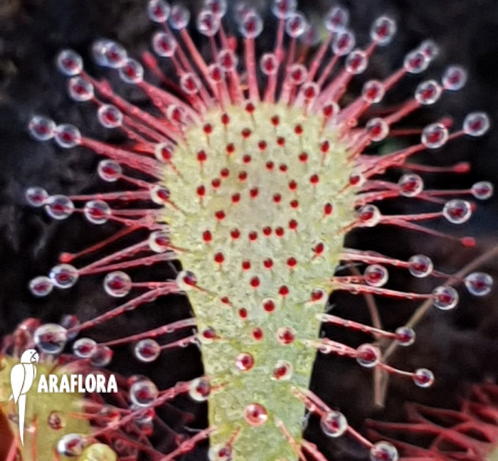 Drosera spatulata ‚China‘