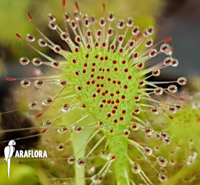 Drosera x beleziana ‚Starter‘
