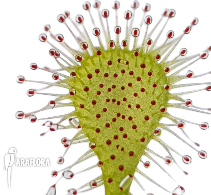 Drosera x beleziana ‚Starter‘