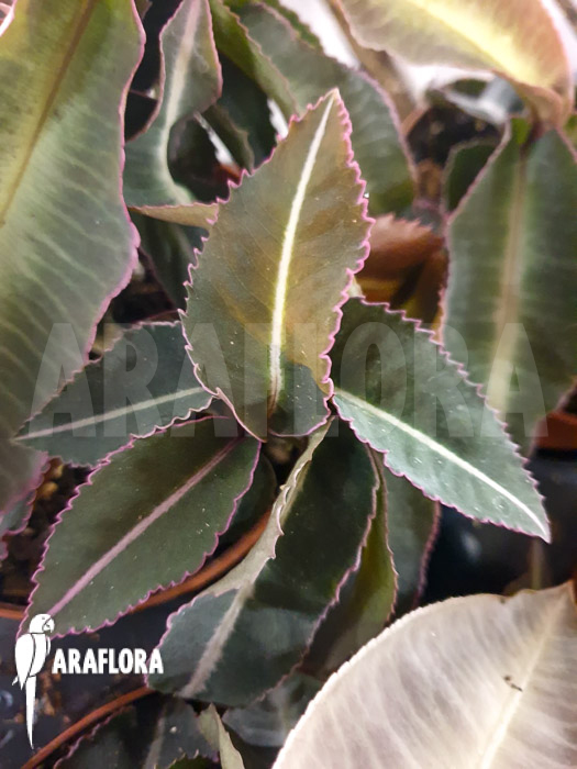 Labisia pumila ‚XL‘