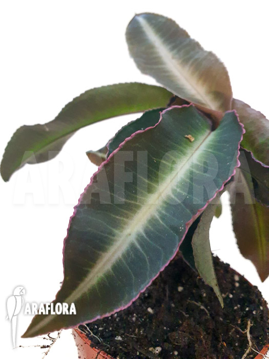 Labisia pumila ‚XL‘