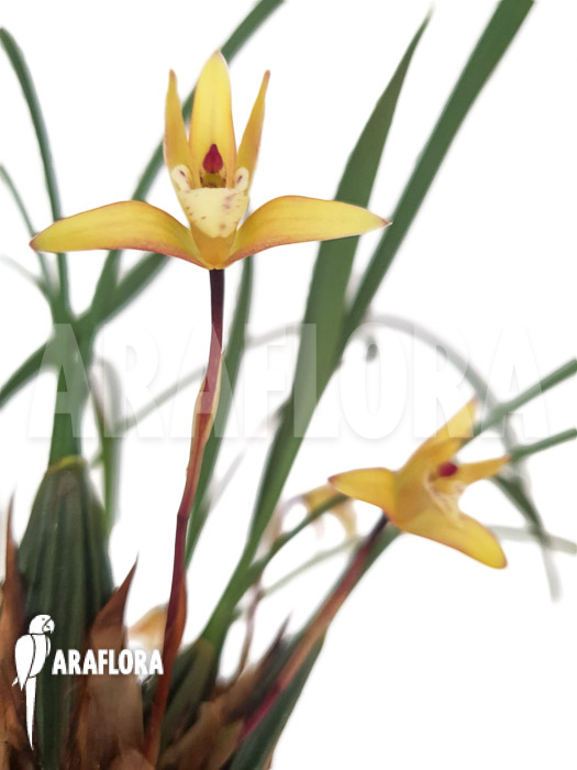 Maxillaria cerifera