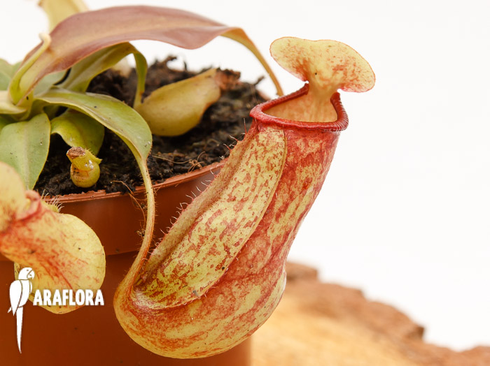 Nepenthes x ‚Gaya‘