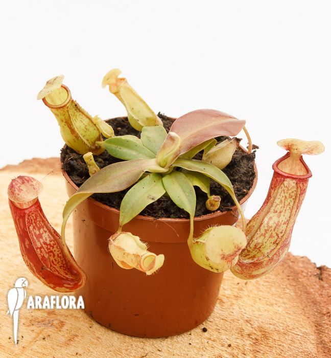 Nepenthes x ‚Gaya‘