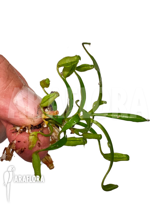 Nepenthes flava ‚Starter‘
