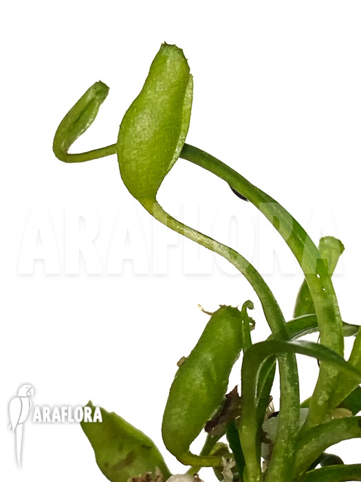 Nepenthes flava ‚Starter‘