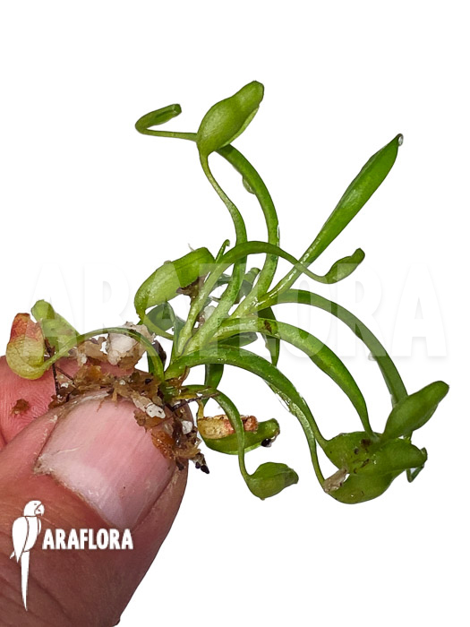 Nepenthes flava ‚Starter‘