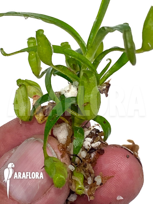 Nepenthes flava ‚Starter‘