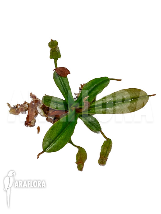 Nepenthes vieillardii ‚Starter‘