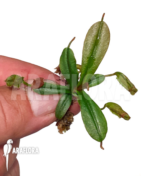 Nepenthes vieillardii ‚Starter‘