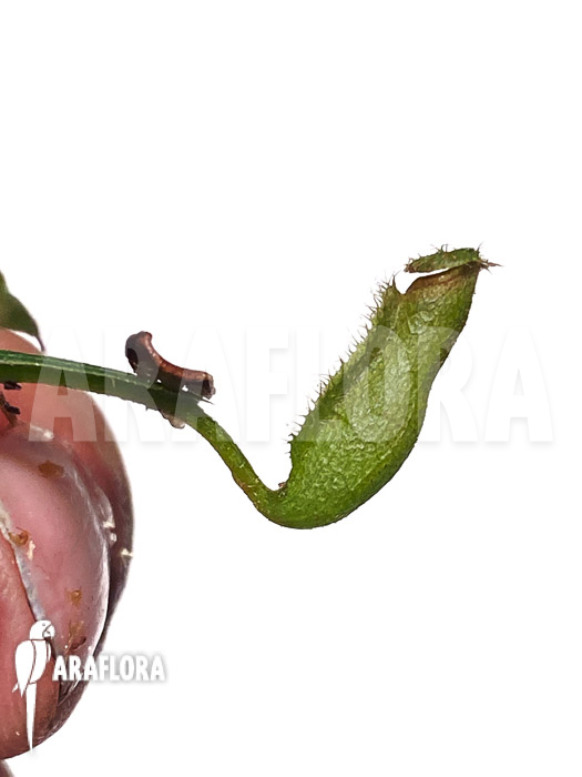 Nepenthes vieillardii ‚Starter‘