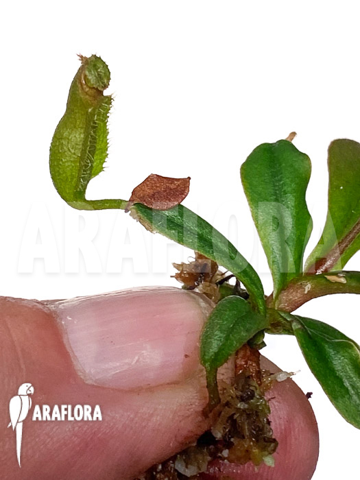 Nepenthes vieillardii ‚Starter‘