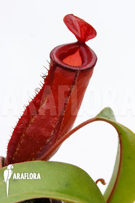 Nepenthes x ‚Bloody Mary‘ ‚M‘