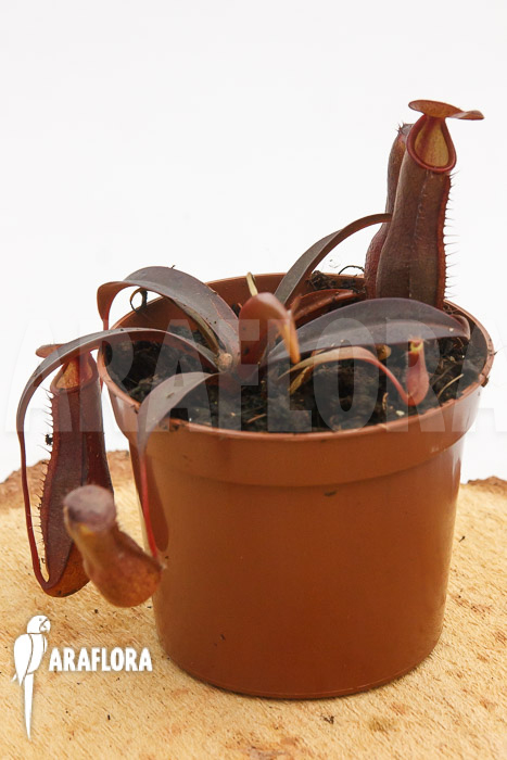 Nepenthes x ‚Rebecca Soper‘