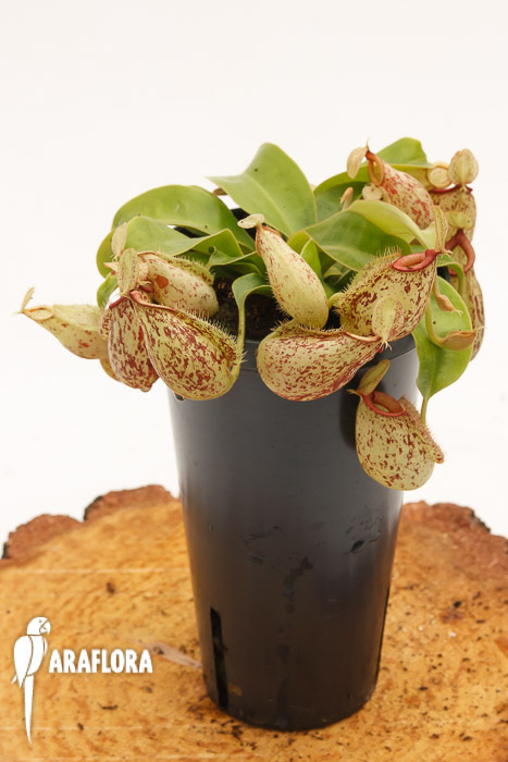 Nepenthes x hookeriana