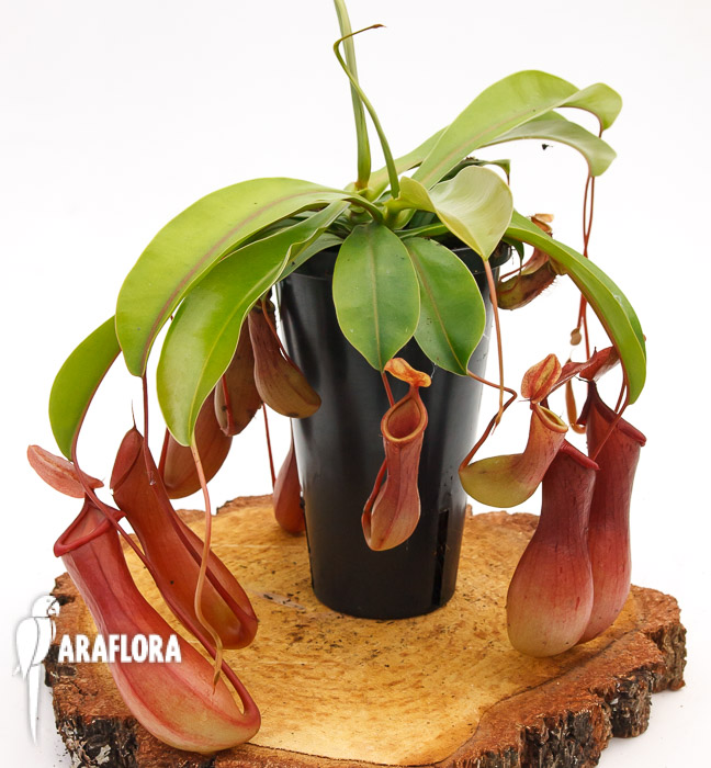 Nepenthes x ventrata ‚L‘