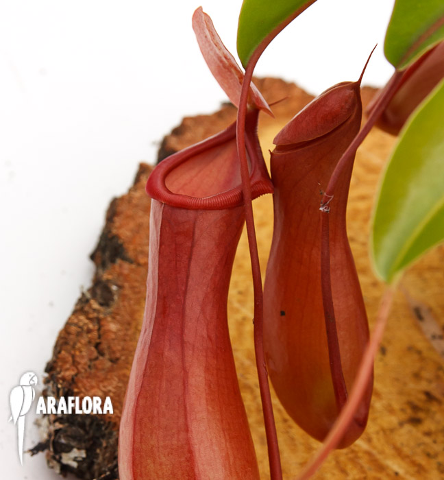 Nepenthes x ventrata ‚L‘