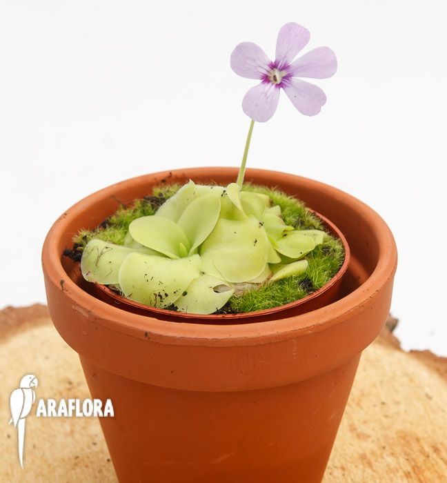 Pinguicula x ‚Tina‘