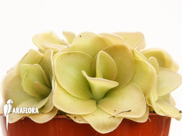 Pinguicula x ‚Weser‘