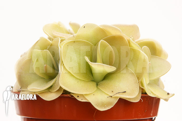 Pinguicula x ‚Weser‘