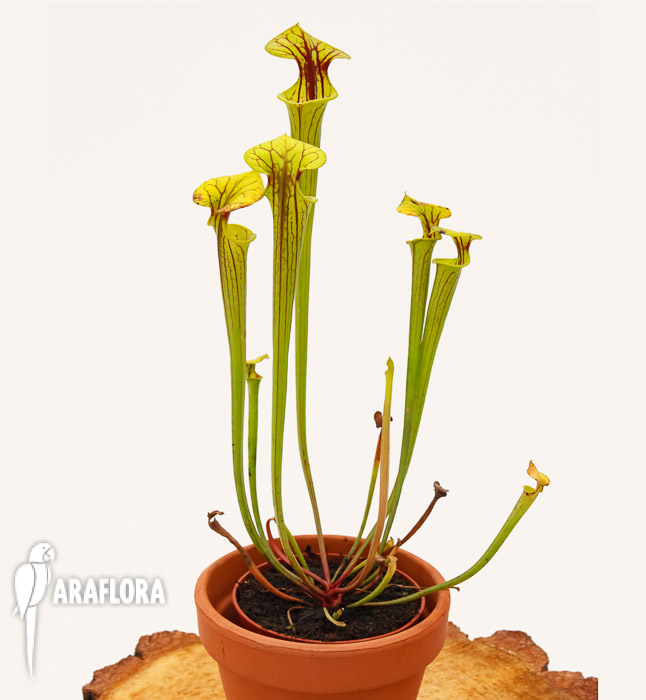 Sarracenia flava ‚Redneck‘
