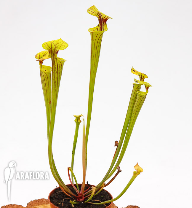 Sarracenia flava ‚Redneck‘