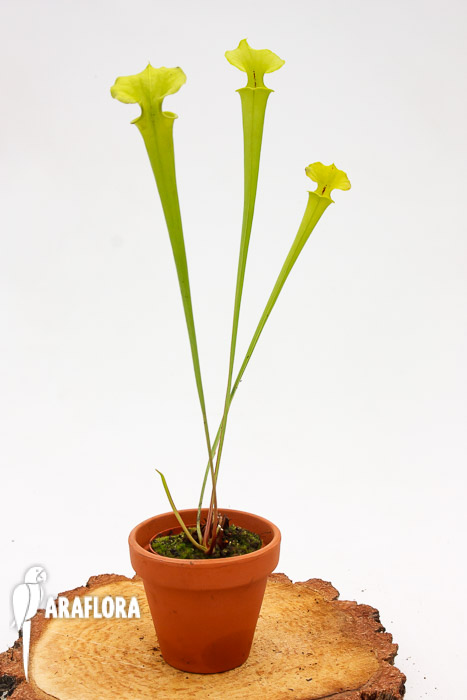 Sarracenia flava var. Maxima
