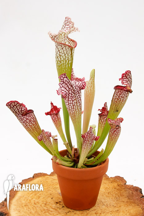 Sarracenia leucophylla ‚Red mouth‘