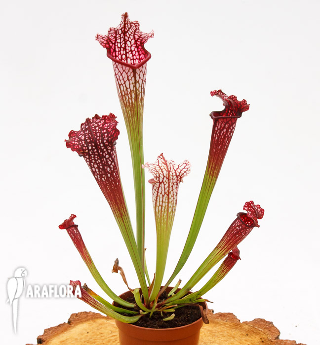 Sarracenia leucophylla ‚Red mouth‘