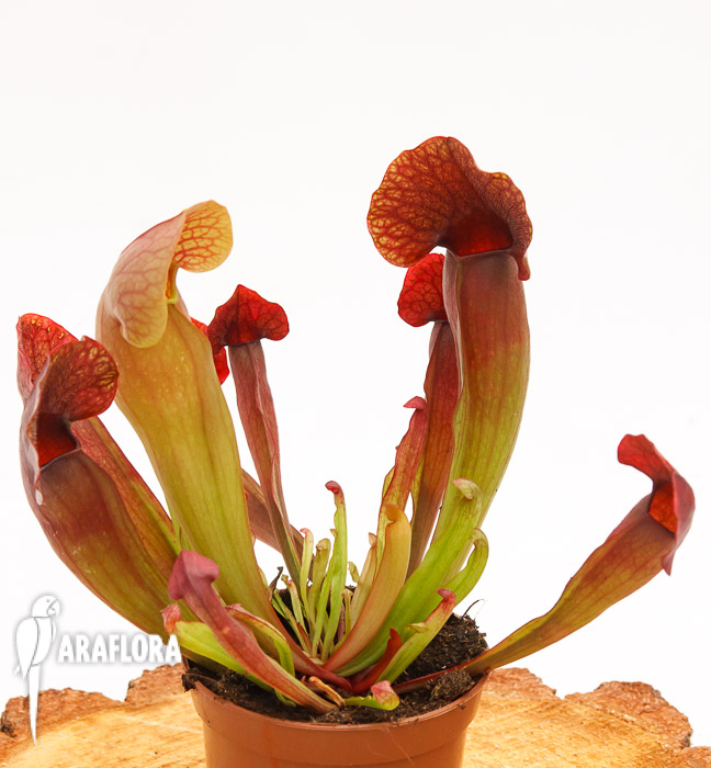 Sarracenia x ‚Barbapapa‘