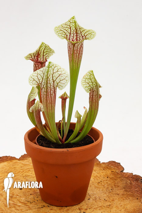 Sarracenia x ‚Eva‘