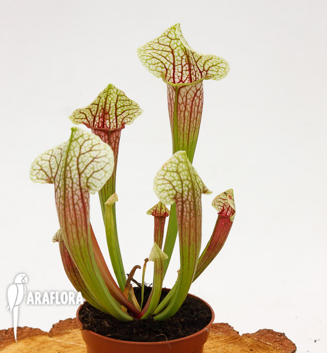 Sarracenia x ‚Eva‘